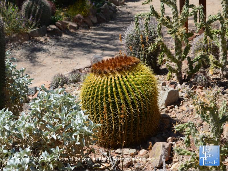 Interesting cactus at the Arizona Sonora Museum in Tucson