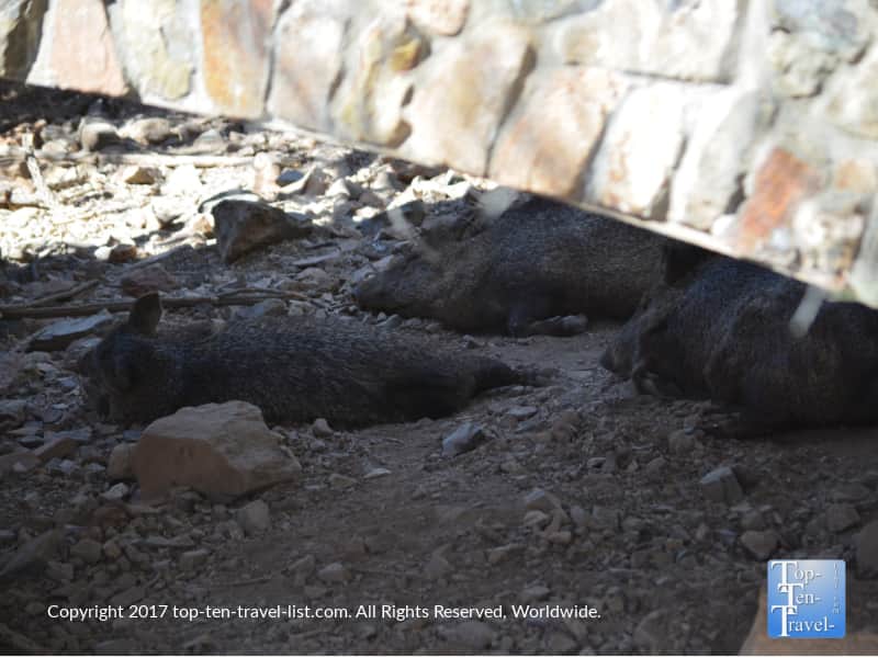Javelina sleeping at the Arizona Sonoran Museum in Tucson