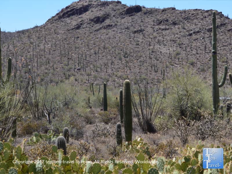 Lots of pretty cacti at the Arizona Sonoran Museum in Tucson