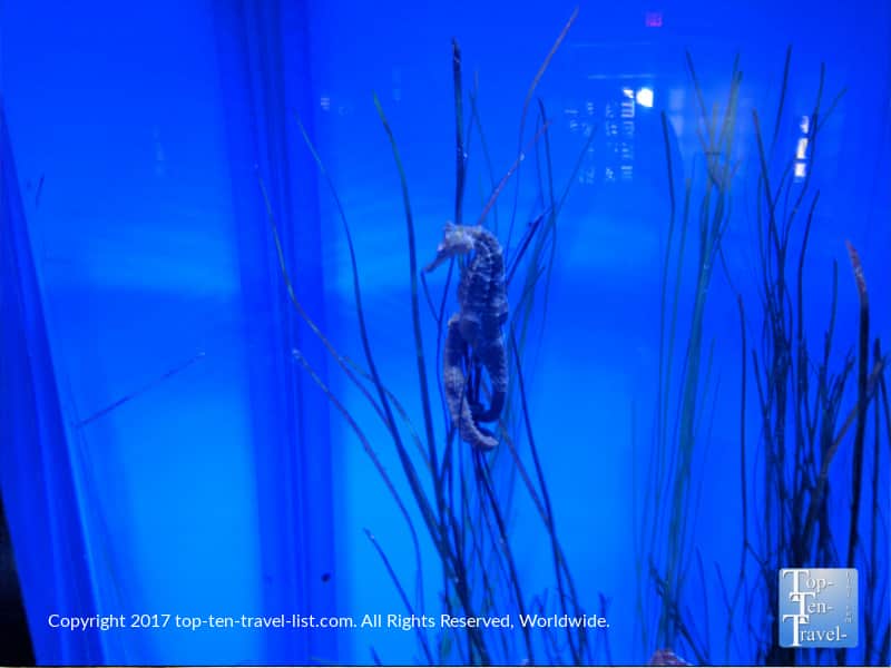Seahorse at the Arizona Sonora Desert Museum in Tucson