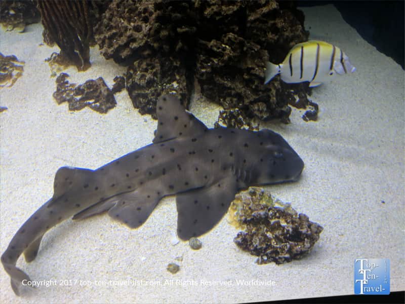 Shark at the Arizona Sonoran Desert Museum