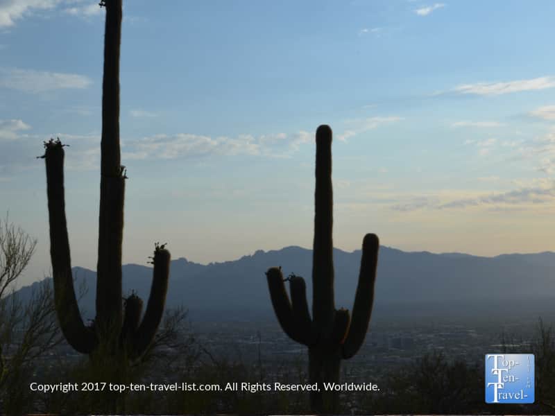 Tall Saguaro cactus on Tumanoc Hill