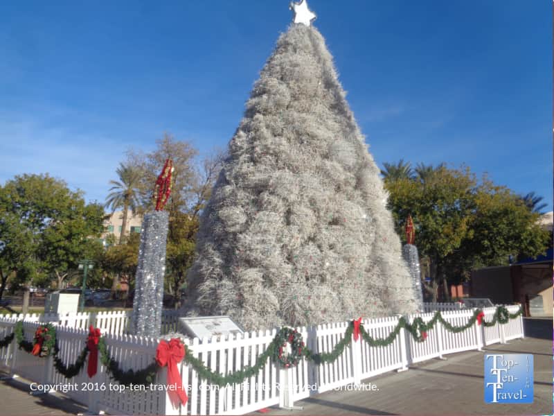Tumbleweed tree in downtown Chandler, Arizona