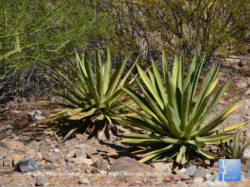 Yucca garden at the Arizona Sonora Desert Museum in Tucson