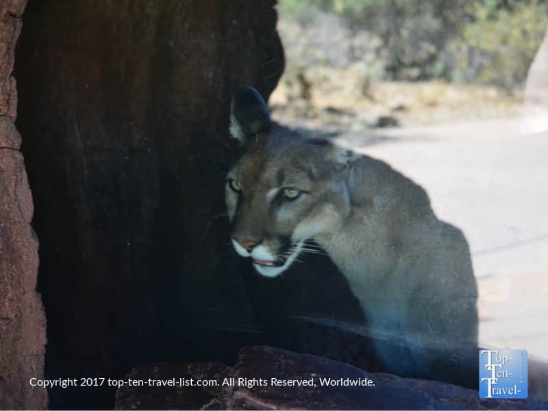 A gorgeous mountain lion at the Arizona Sonoran Desert Museum in Tucson