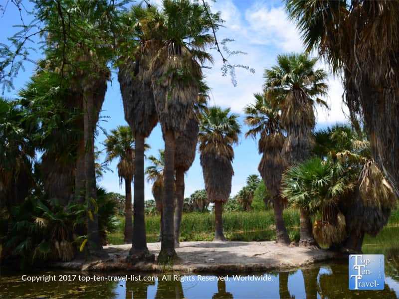 Beautiful Agua Caliente Park in Tucson, Arizona