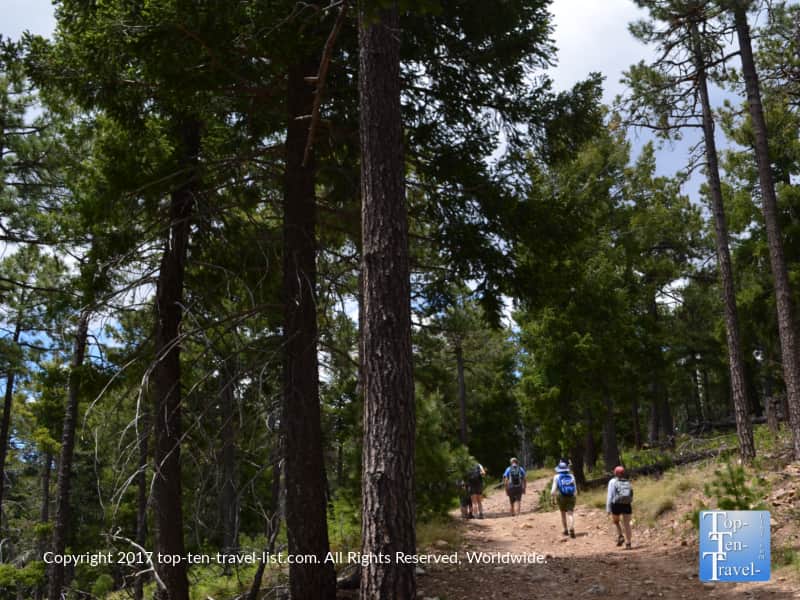 Beautiful pine trees lining the Meadow Trail at Mt Lemmon