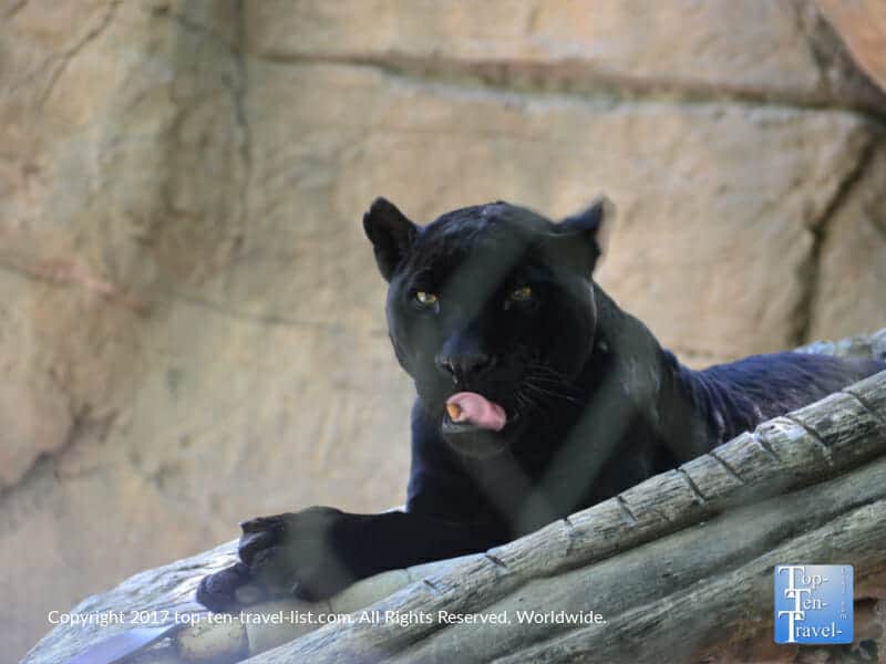 Gorgeous black jaguar at the Reid Park Zoo in Tucson, Arizona