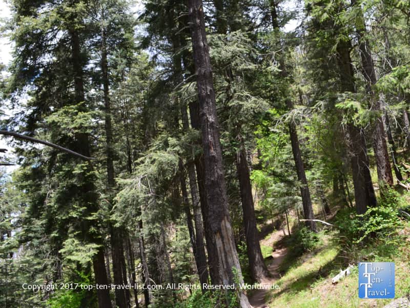 Tall pines lining the Meadow trail at Mt Lemmon near Tucson AZ