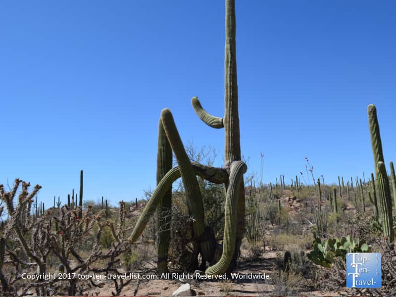 Cactus with multiple arms at Saguaro National Park