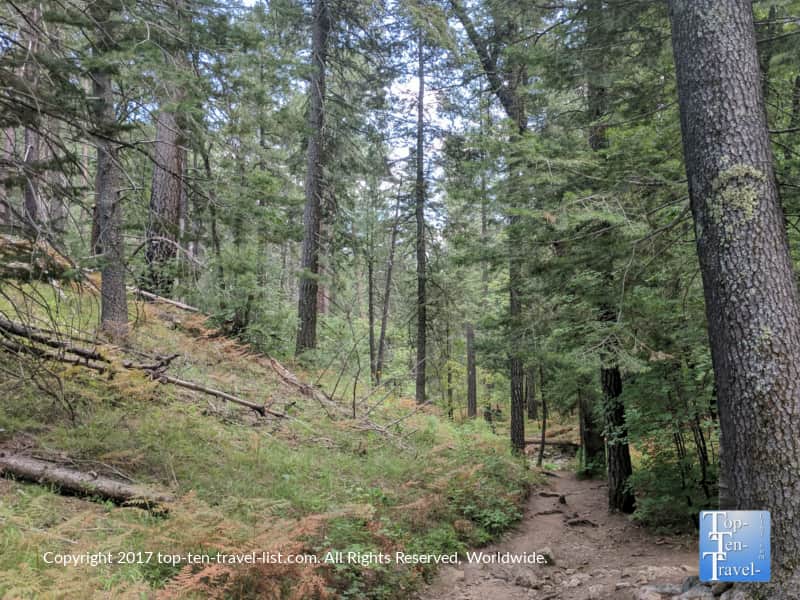 Pines on the Marshall Gulch trail