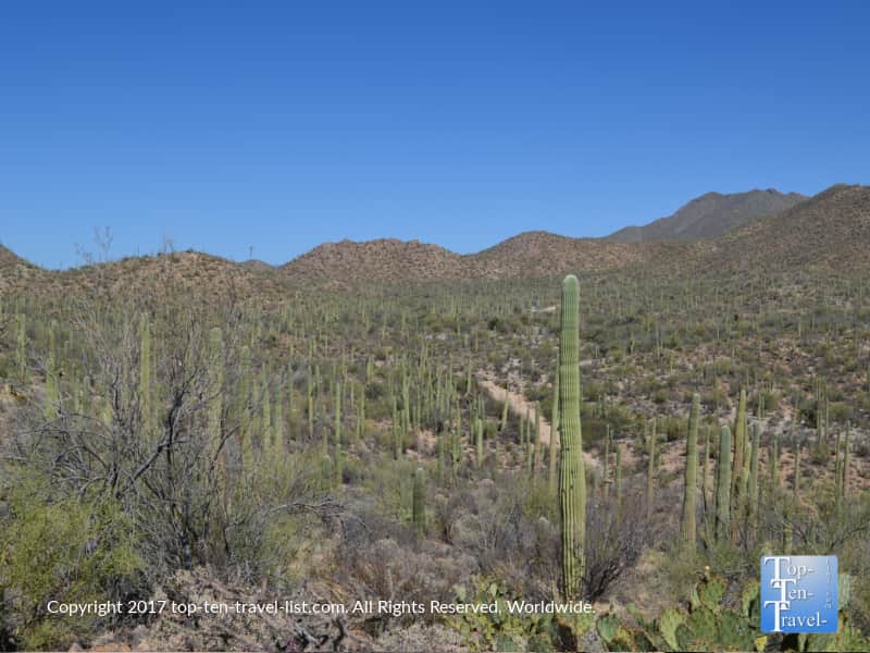 Unending cacti views at Saguaro National Park in Tucson AZ