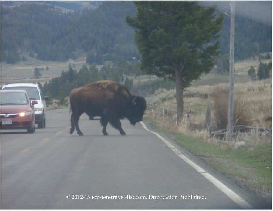 Bison crossing the road at Yellowstone National Park