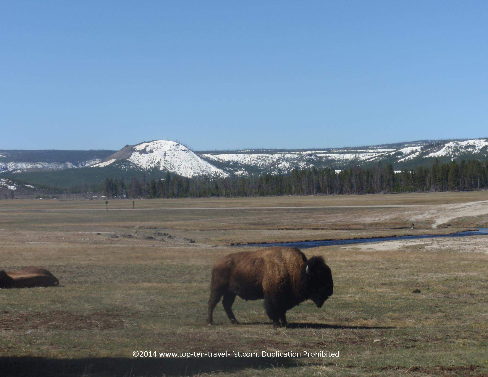 Bison at Yellowstone National Park