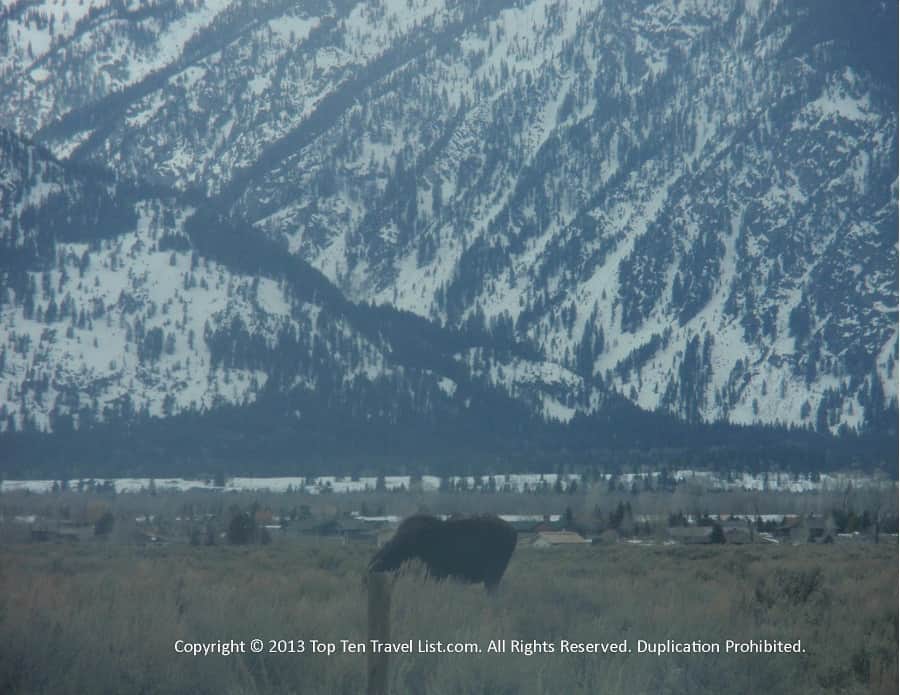 Moose sighting along Gros Ventre Rd in the Grand Tetons