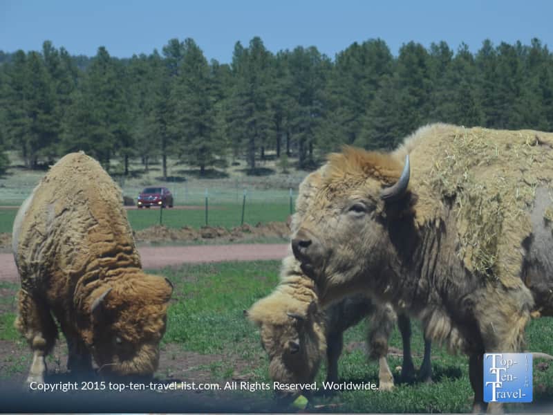 Group on buffalo at Bearizona in Williams Arizona 