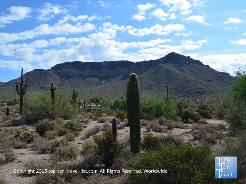 Beautiful cacti at Usery Mountain Park in Mesa