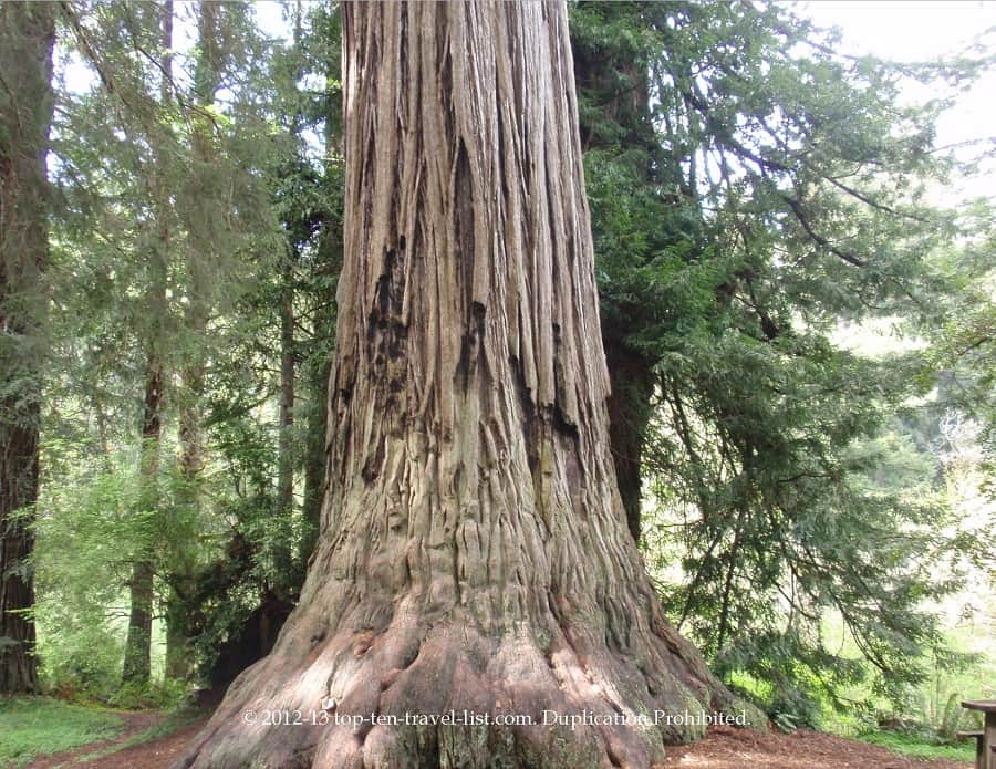 Redwood National park