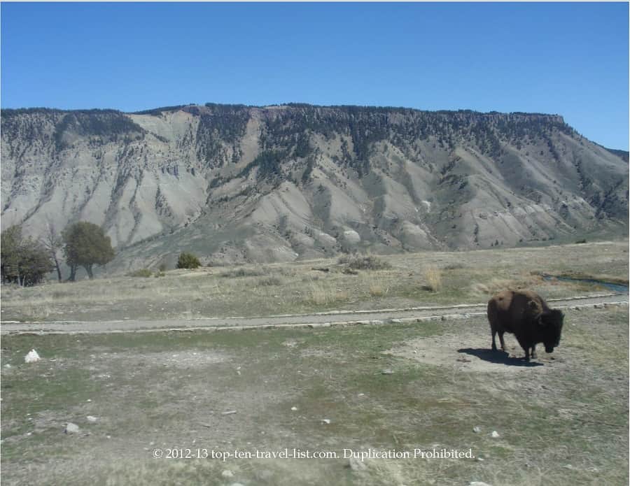 Bison at Yellowstone National Park