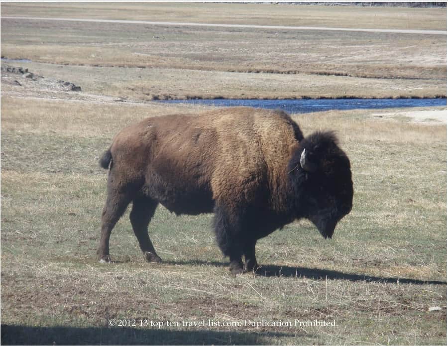 Bison at Yellowstone National Park