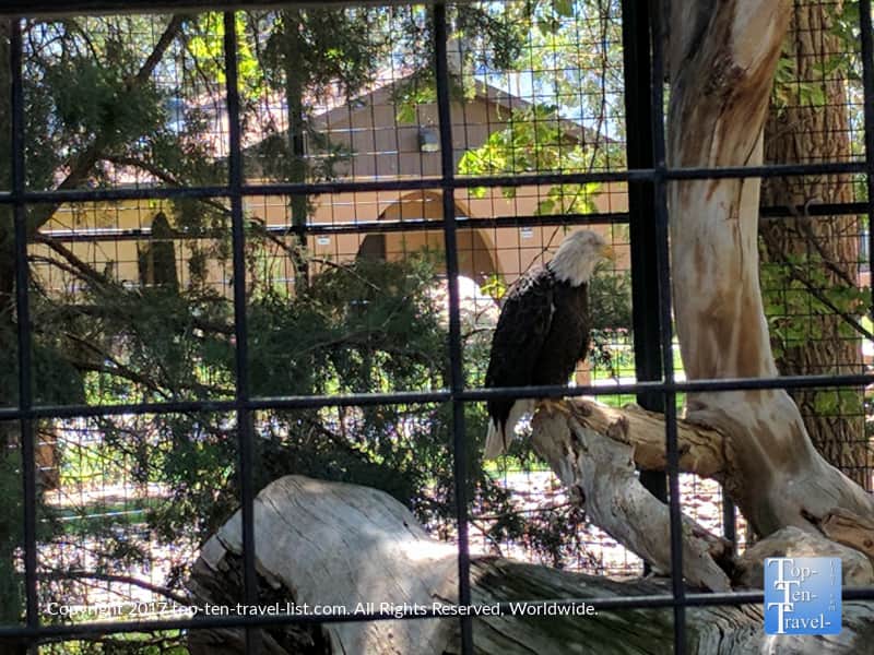 Bald eagle at the Alameda Park Zoo - the oldest in the Southwest 