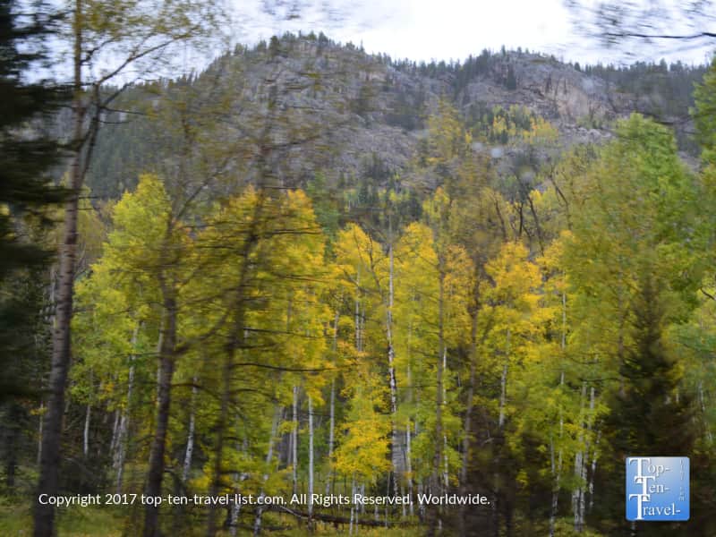 Beautiful golden aspens in the San Juan National Forest