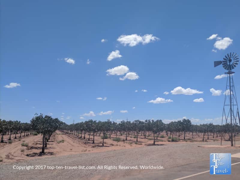 Pistachioland in New Mexico