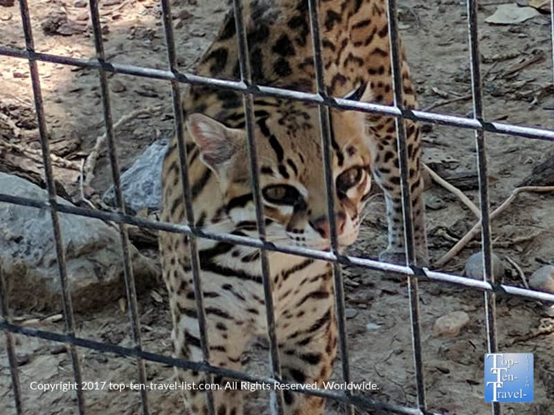 Ocelot at Alameda Park Zoo - the oldest in the Southwest 