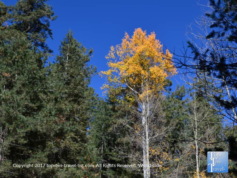 Blue skies and autumn foliage at Mount Lemmon