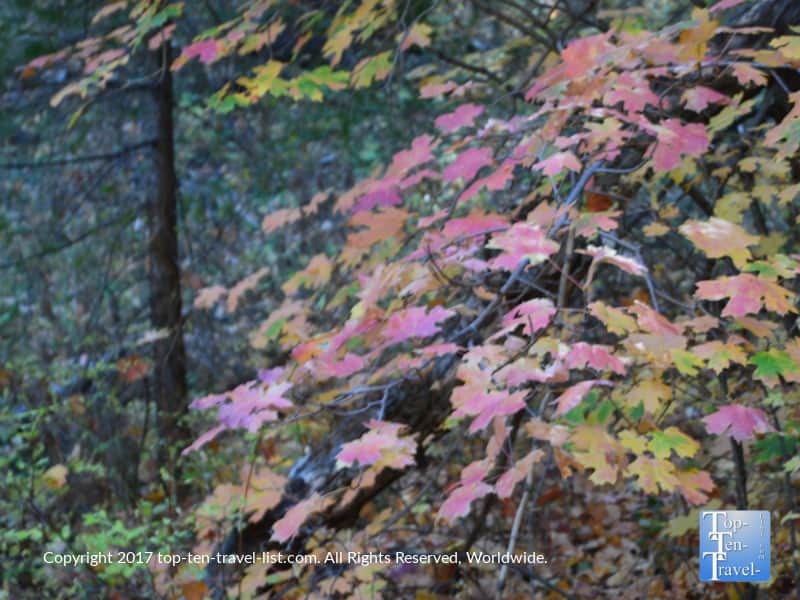 Red fall foliage at Mt. Lemmon