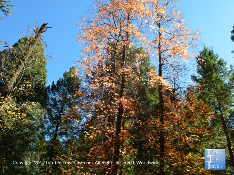 Orange fall foliage at Mt. Lemmon