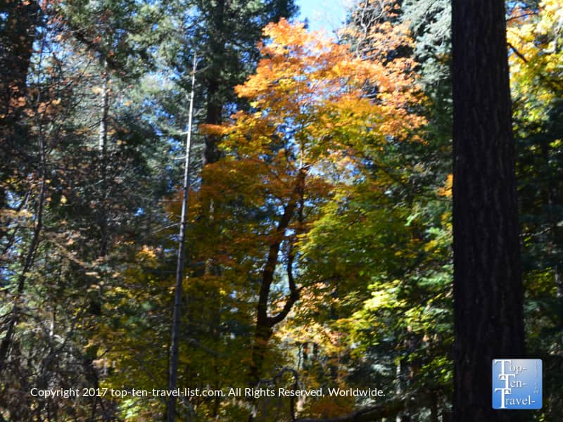 Orange fall foliage at Mt. Lemmon