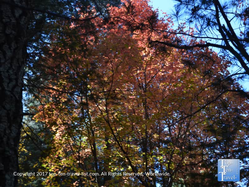 Pretty red fall foliage on Mount Lemmon
