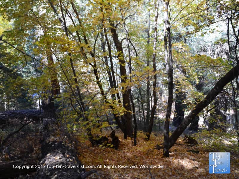 Autumn leaf peeping in Mt. Lemmon