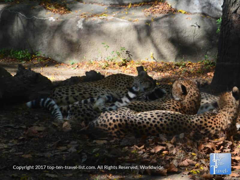 Adorable group of cats at the Roger Williams Park Zoo in Providence