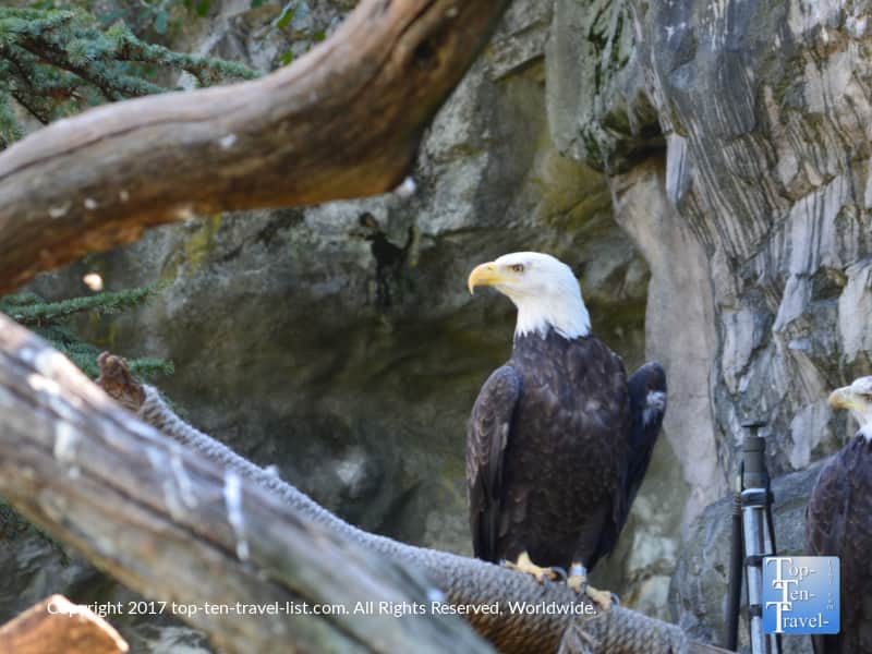 Bald eagle at the Roger Williams Park Zoo in Providence