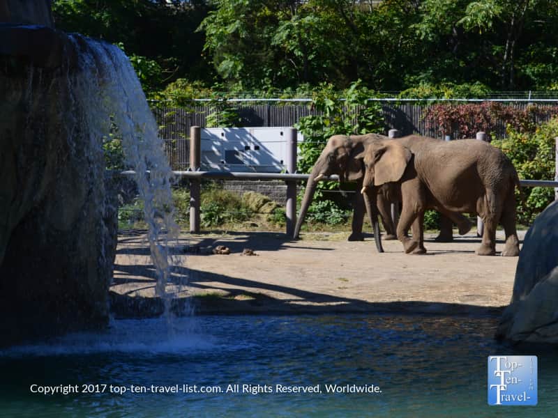 Elephants at the Roger Williams Park Zoo in Providence