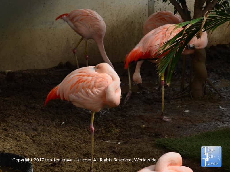 Flamingos at the Roger Williams Park Zoo in Providence