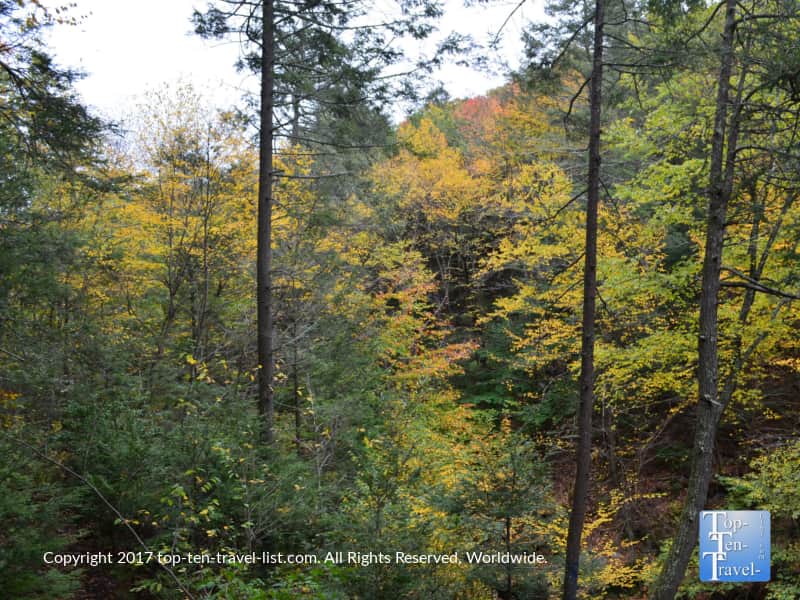 Golden fall foliage at Enders State Forest in Granby, Connecticut