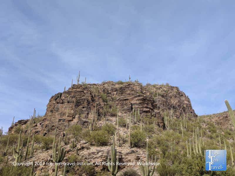 Lots of cacti at Sabino Canyon in Tucson