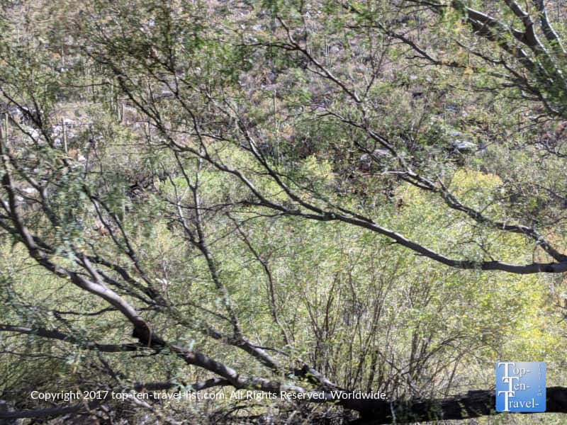 Mesquite trees at Sabino Canyon in Tucson