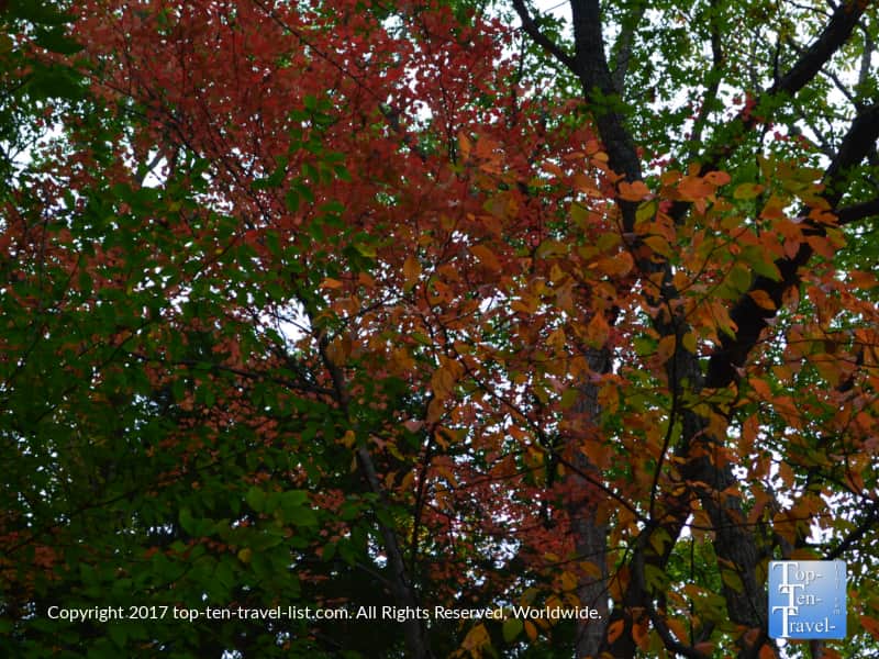 Pretty red fall foliage at Enders State Forest in Granby, Connecticut