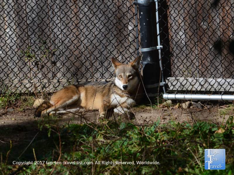 Wolf at the Roger Williams Park Zoo in Providence