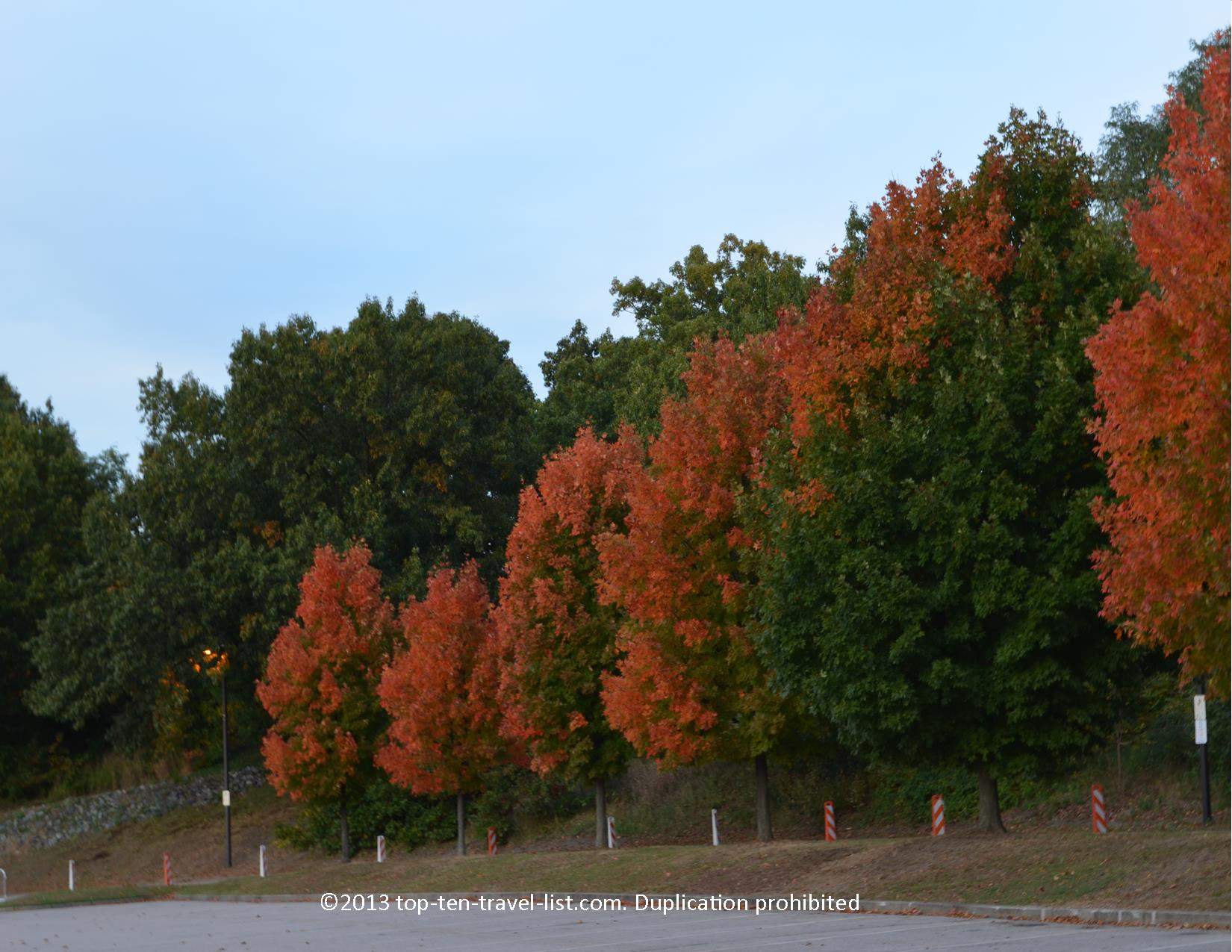 Gorgeous red foliage at Roger Williams Park in Providence