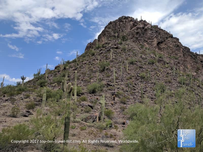 Beautiful Saguaro cacti at Picaho Peak State Park in Arizona