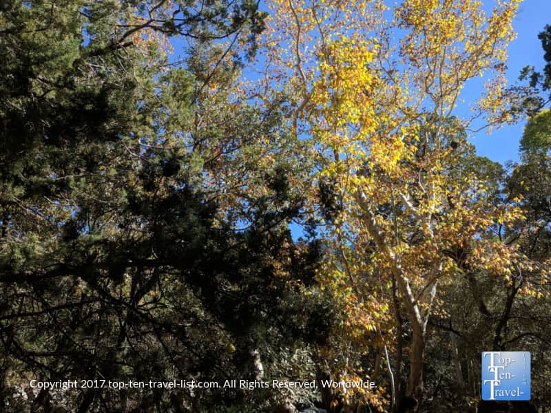 Fall foliage at Madera Canyon in Arizona