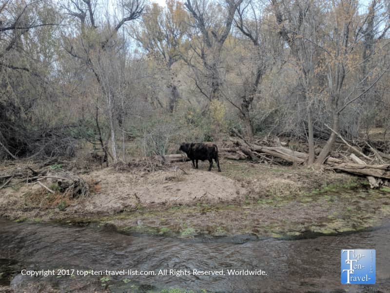 Cow crossing the creek along the Patagonia Lake Trail in Southern Arizona