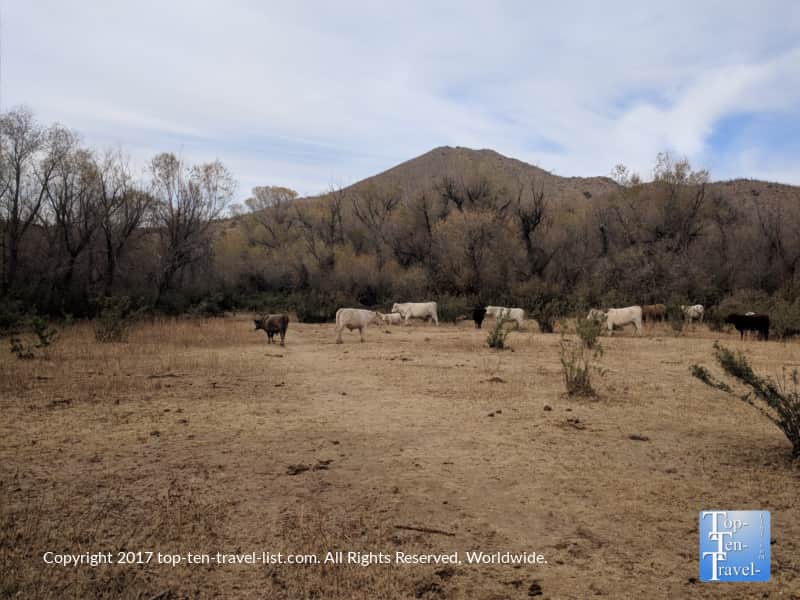 Free roaming cows seen along the Patagonia Lake trail in Southern Arizona