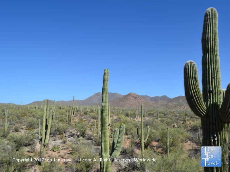 Gorgeous mountain and cacti views at Saguaro National Park in Tucson AZ