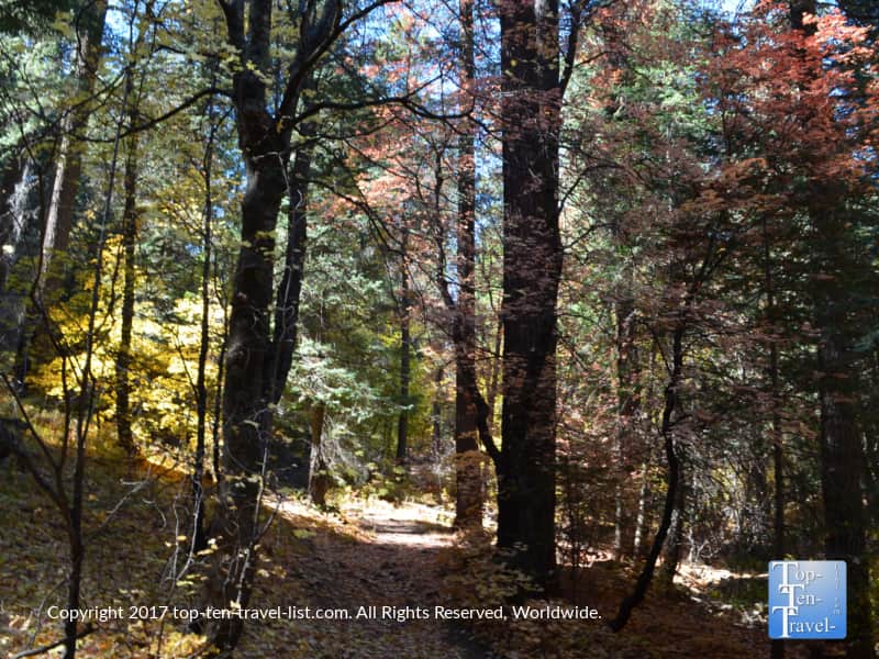 Fall leaf peeping along the Aspen Draw trail at Mt Lemmon